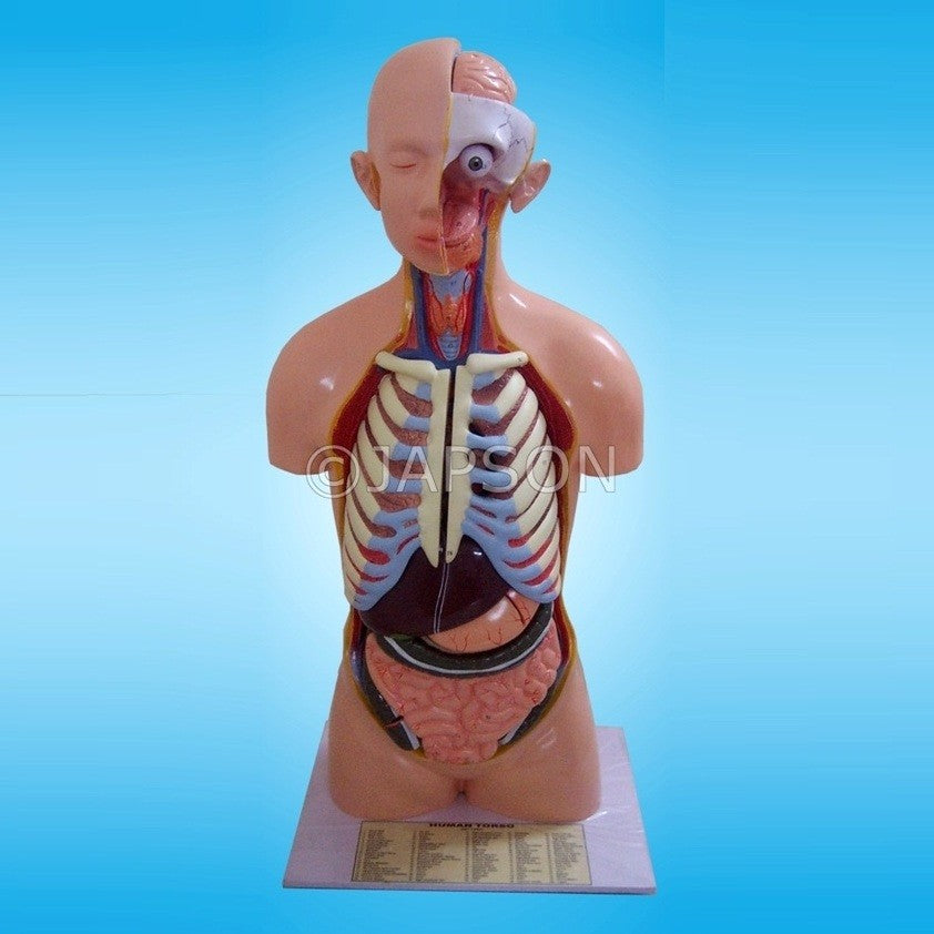 Human Torso, 14 parts, Sexless Human Torso, 14 parts, Sexless